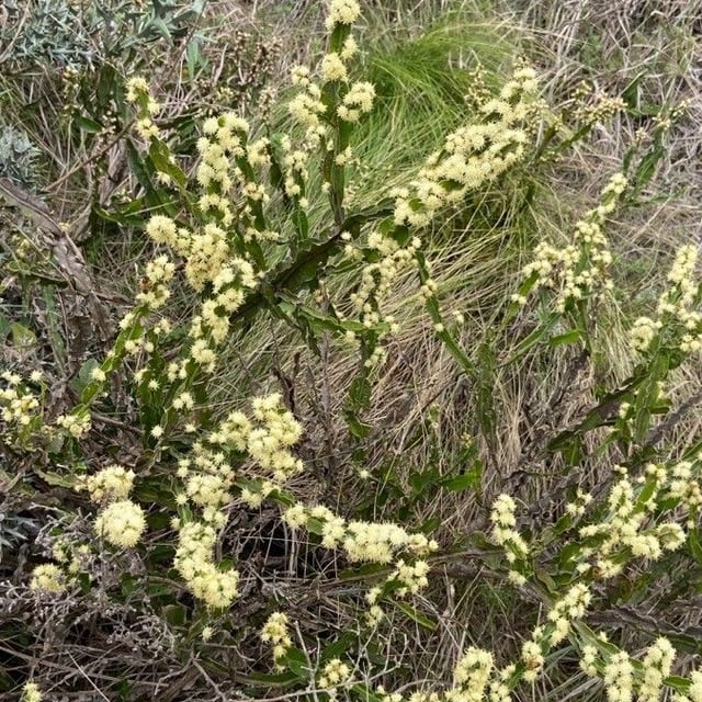 Baccharis trimera