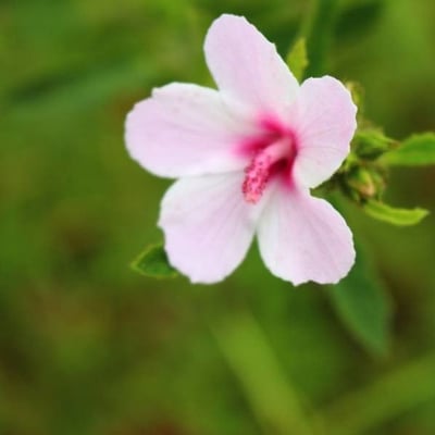 Urena lobata — flower