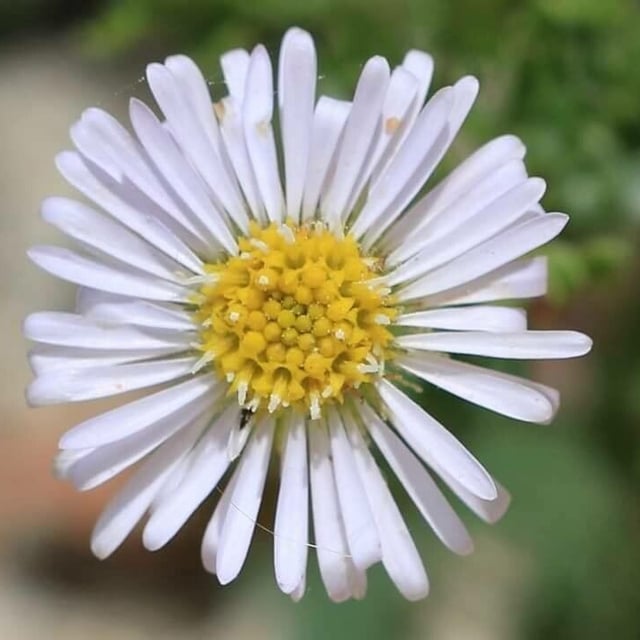 Calotis cuneifolia — flower