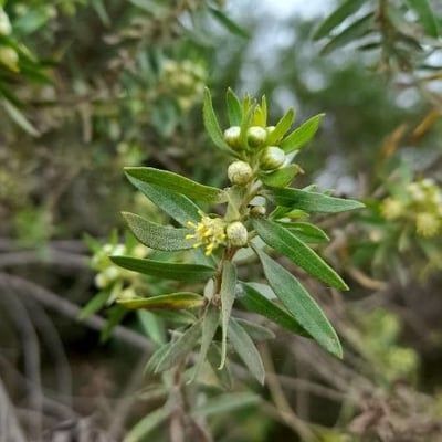 Baccharis dracunculifolia — flower
