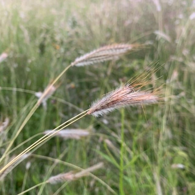Dichanthium sericeum — flower