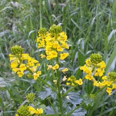 Barbarea vulgaris — flower