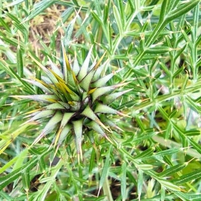 Cynara humilis — flower