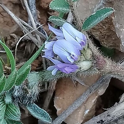Astragalus sesameus — flower
