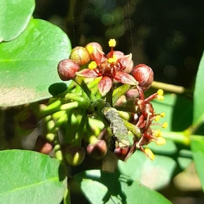 Pilocarpus pennatifolius — flower