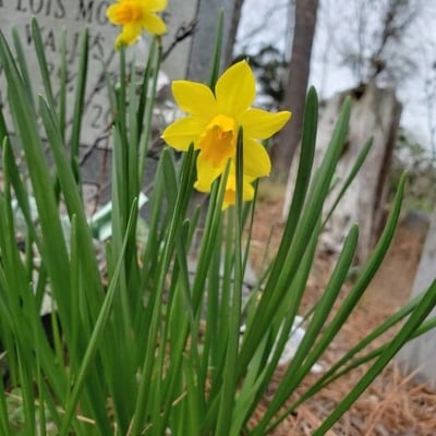 Narcissus pseudonarcissus — flower