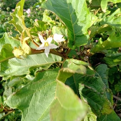 Solanum torvum — flower