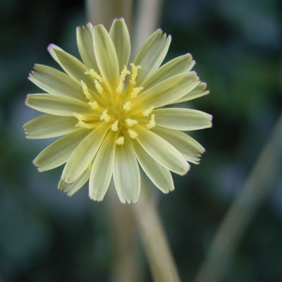 Lactuca serriola — flower