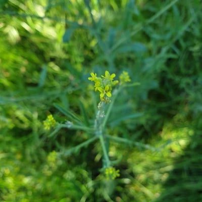 Erysimum virgatum — flower