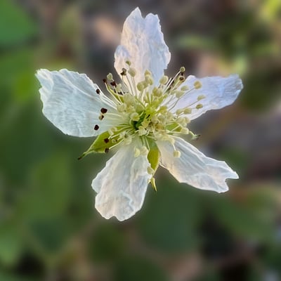 Rubus echinatus — flower