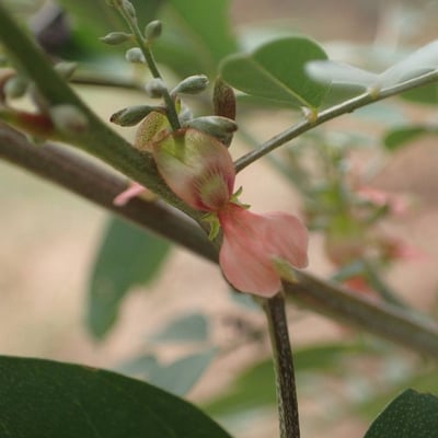 Indigofera suffruticosa — flower