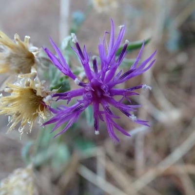Centaurea paniculata — flower