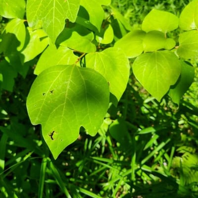 Lindera obtusiloba — leaf