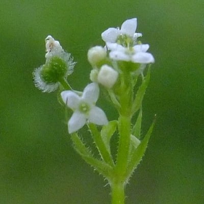 Galium uliginosum — flower