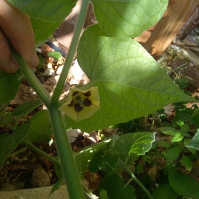 Physalis pubescens — flower