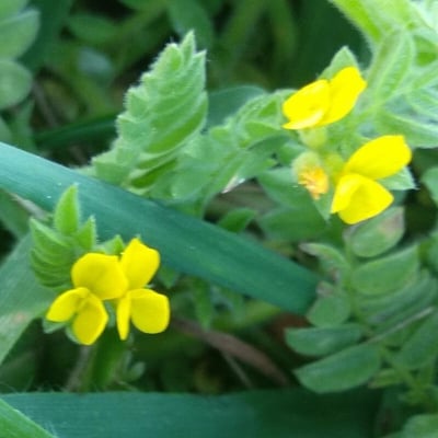 Ornithopus compressus — flower