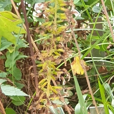 Petasites frigidus — flower