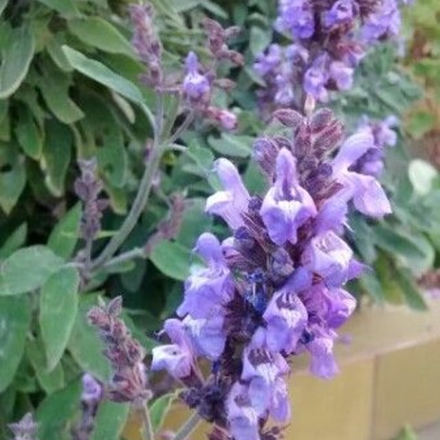 Salvia officinalis — flower