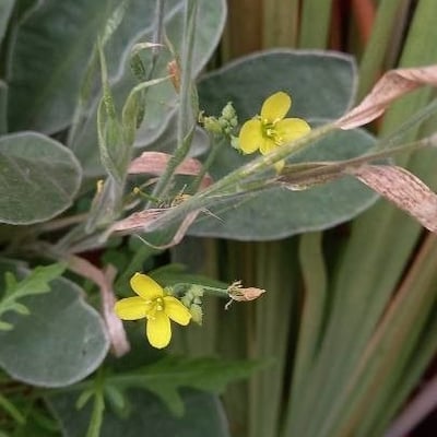 Diplotaxis muralis — flower