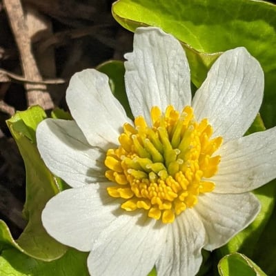 Caltha leptosepala — flower