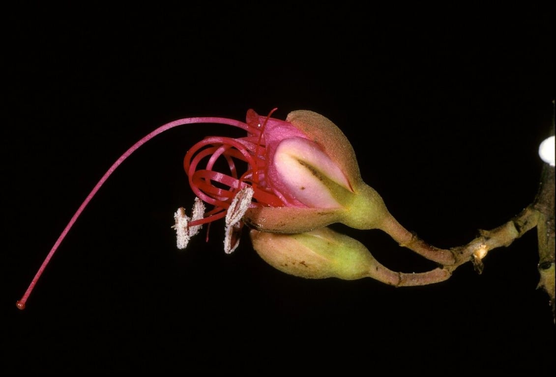 Eperua falcata