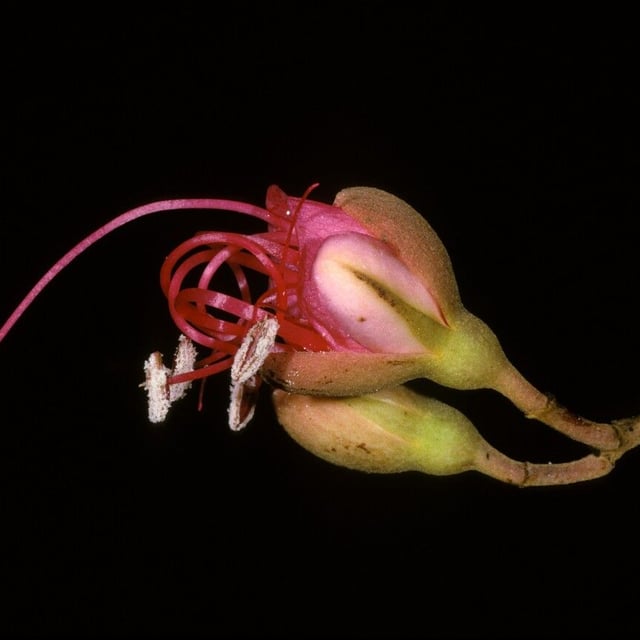 Eperua falcata