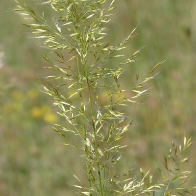 Trisetum flavescens — flower