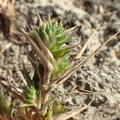 Sporobolus aculeatus — flower
