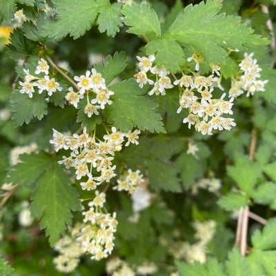 Neillia incisa — flower