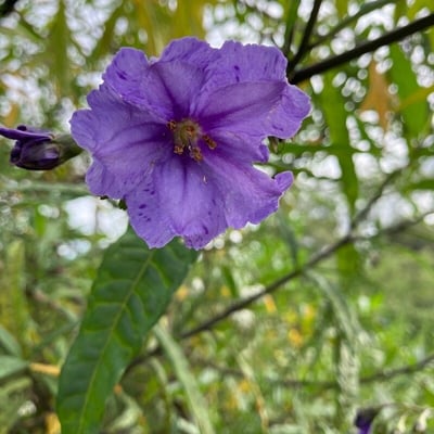 Solanum nudum — flower