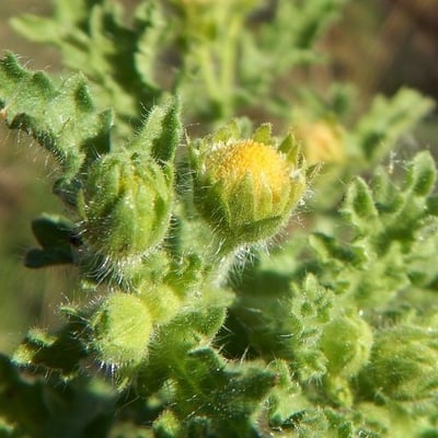 Egletes viscosa — flower