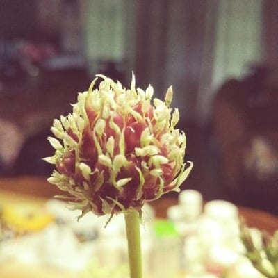 Allium sativum — flower