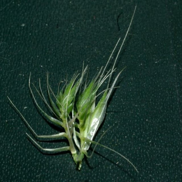 Cynosurus echinatus — flower