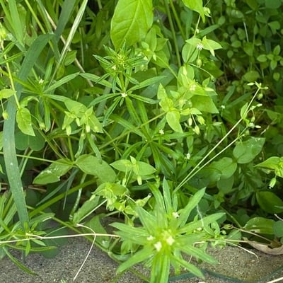 Galium triflorum — flower