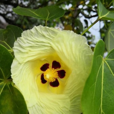 Thespesia populnea — flower