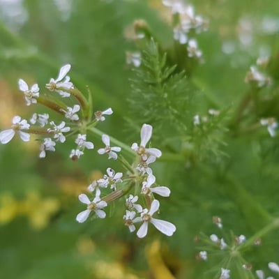 Scandix pecten-veneris — flower