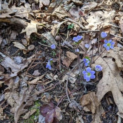 Hepatica nobilis — flower