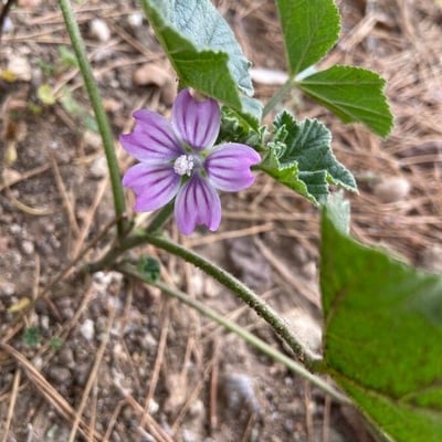 Malva multiflora — flower