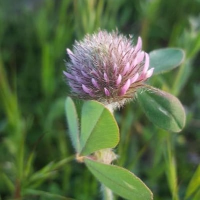 Trifolium hirtum — flower