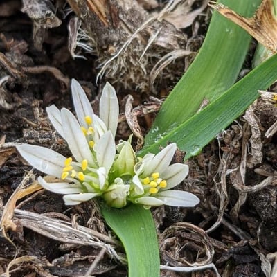 Allium chamaemoly — flower