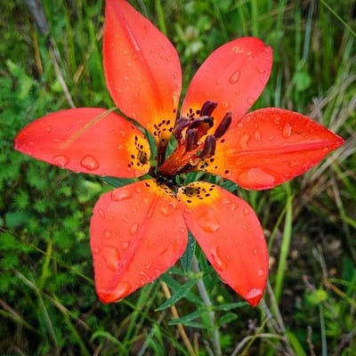 Lilium philadelphicum — flower