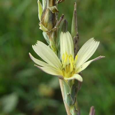 Lactuca saligna — flower