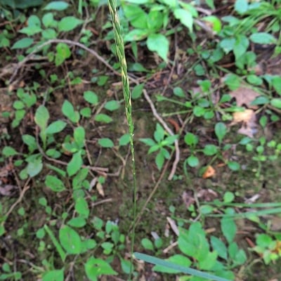 Elymus violaceus — habit