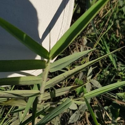 Urochloa mutica — leaf