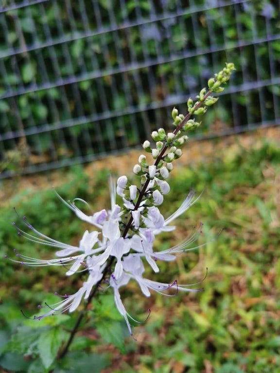Whiskerplant