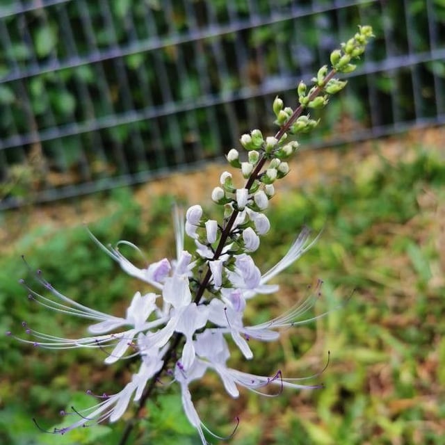 Whiskerplant