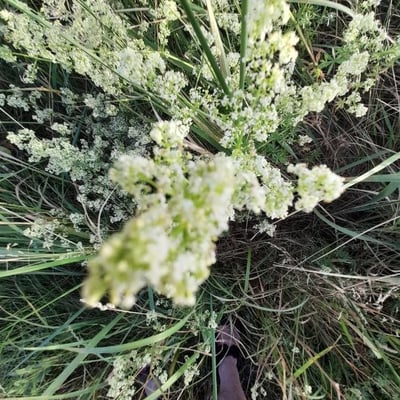 Galium lucidum — flower