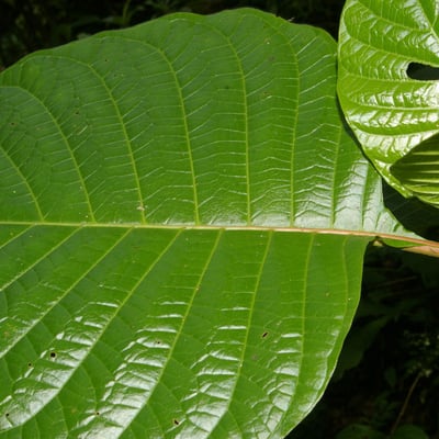 Cinchona pubescens — leaf