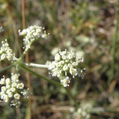 Seseli tortuosum — flower