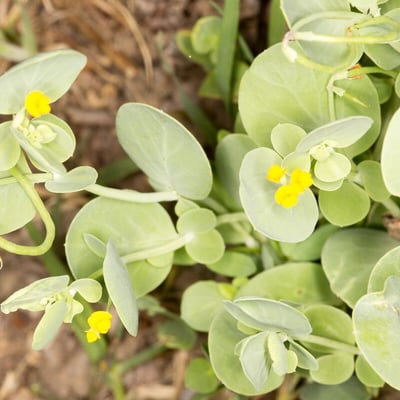 Coronilla scorpioides — flower